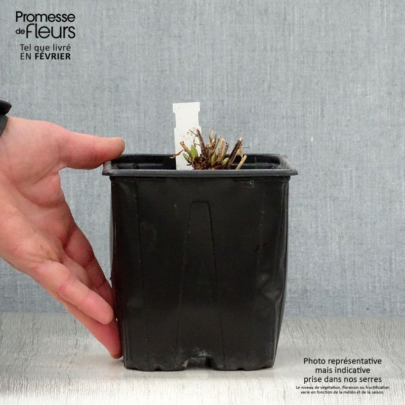 Spécimen de Amsonia hybride Blue Ice tel que livré en hiver