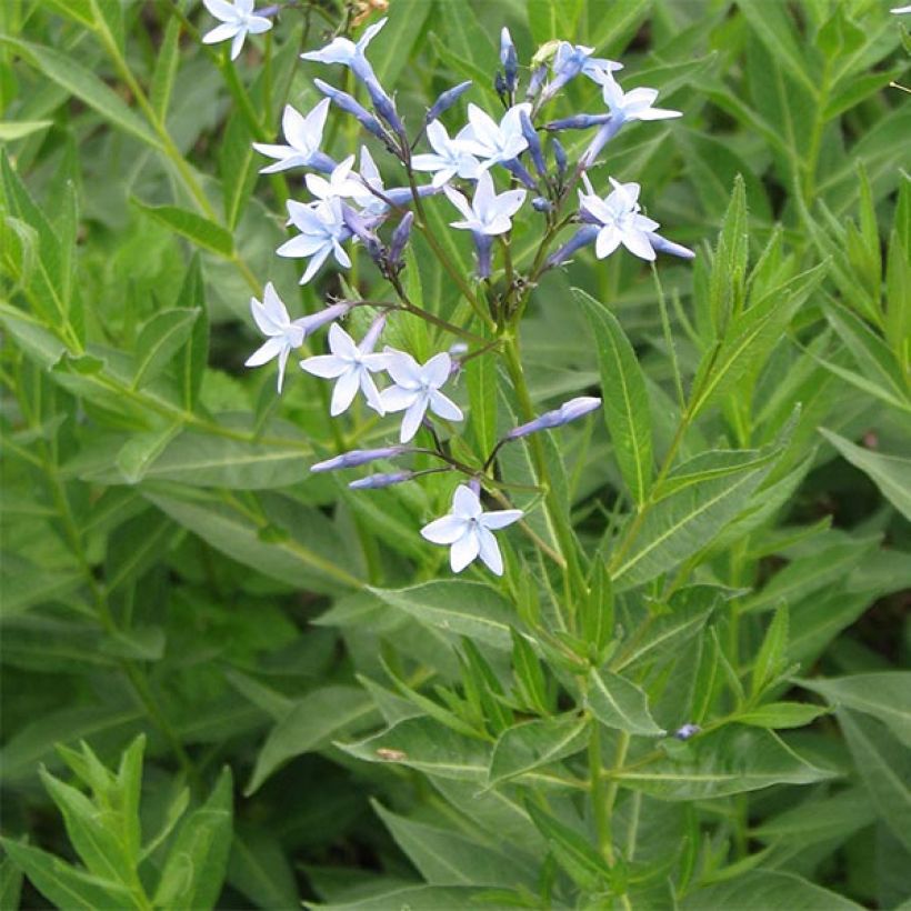 Amsonia orientalis (Floraison)