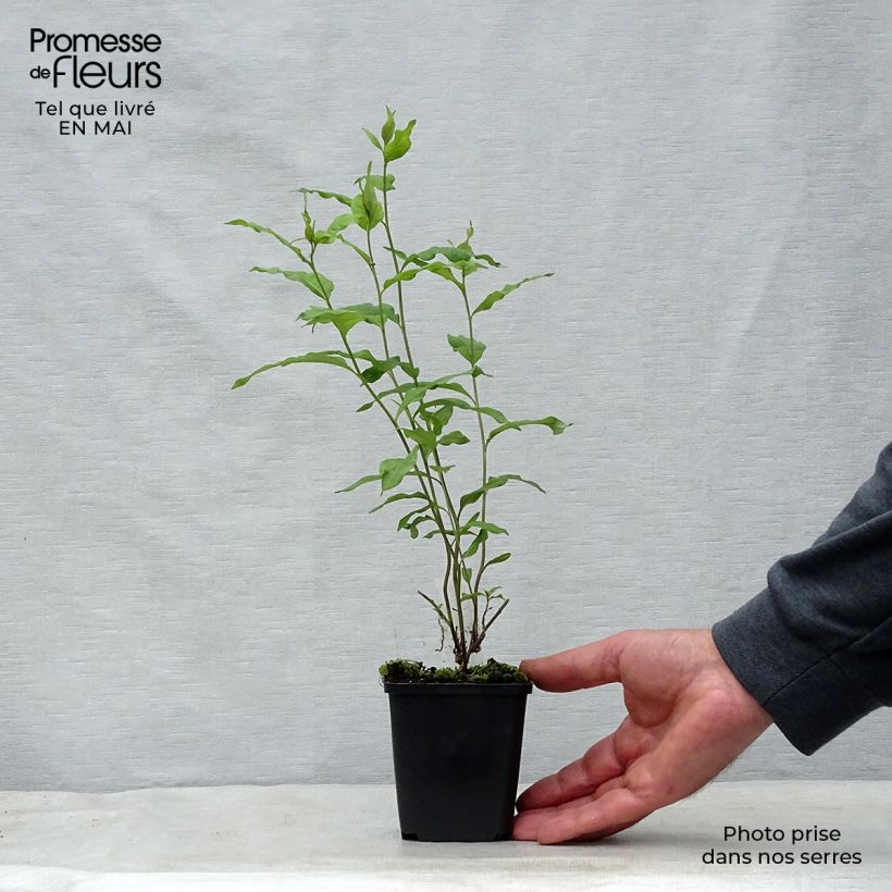 Spécimen de Amsonia orientalis Godet de 9cm tel que livré au printemps