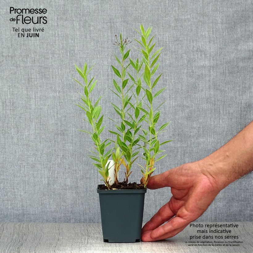 Spécimen de Amsonia orientalis Godet de 8/9 cm tel que livré en été