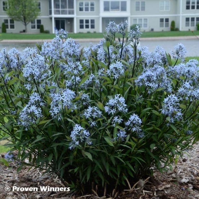 Amsonia tabernaemontana Storm Cloud (Feuillage)