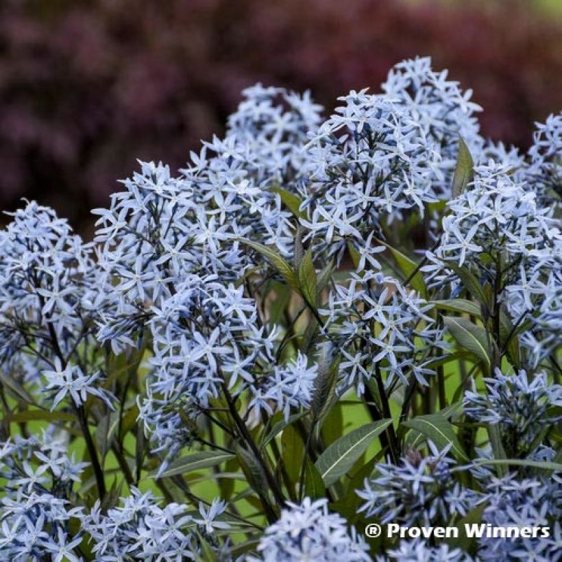 Amsonia tabernaemontana Storm Cloud (Floraison)