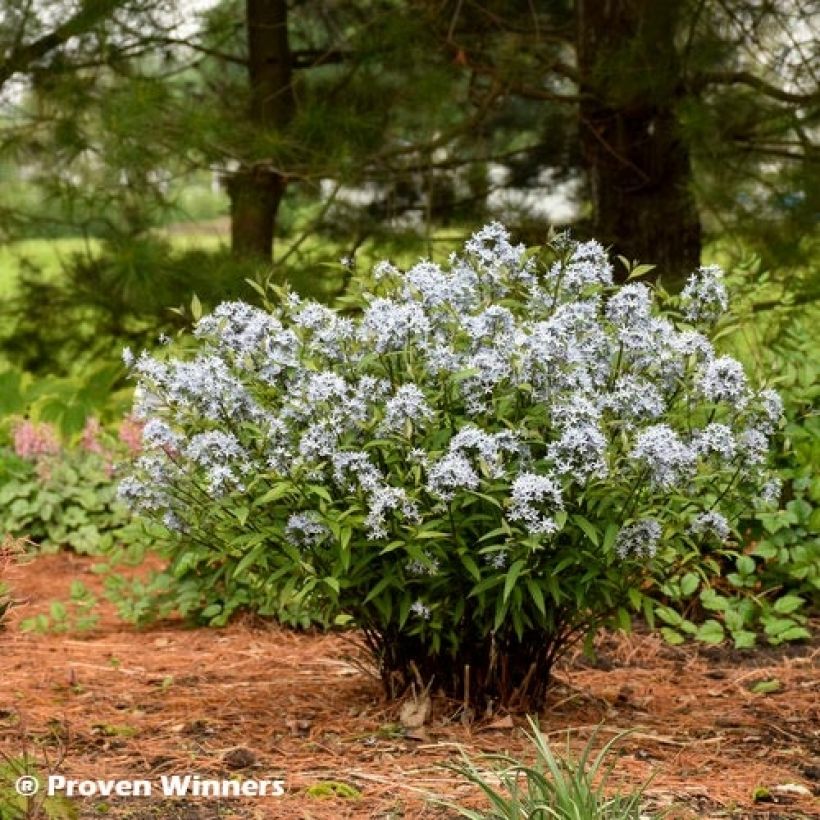 Amsonia tabernaemontana Storm Cloud (Port)