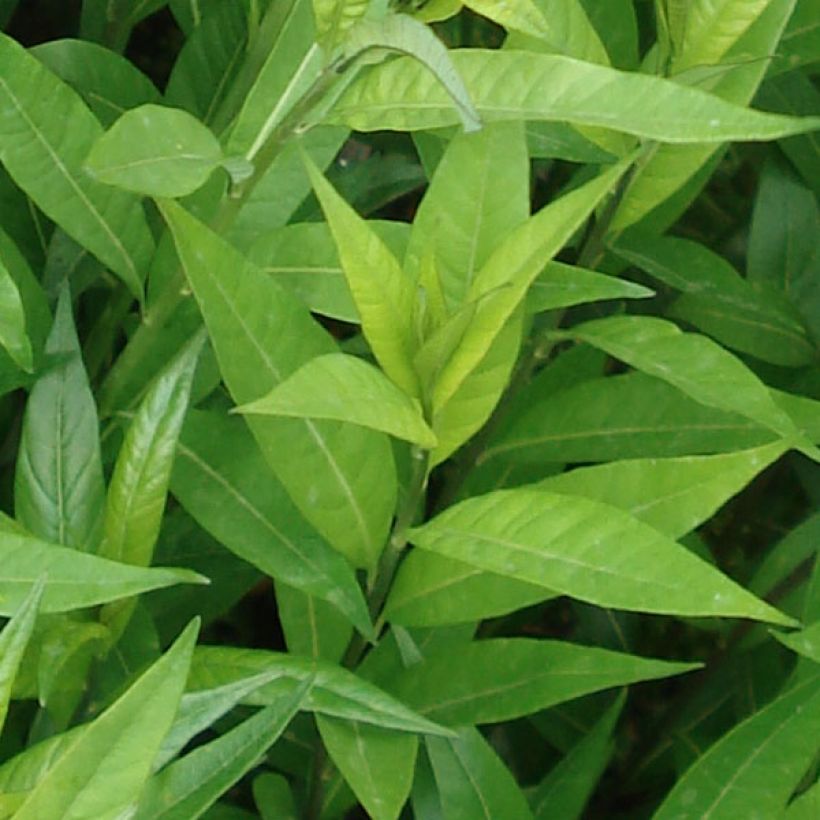 Amsonia tabernaemontana var. salicifolia (Feuillage)