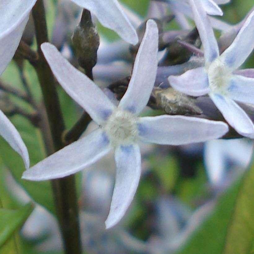 Amsonia tabernaemontana var. salicifolia (Floraison)