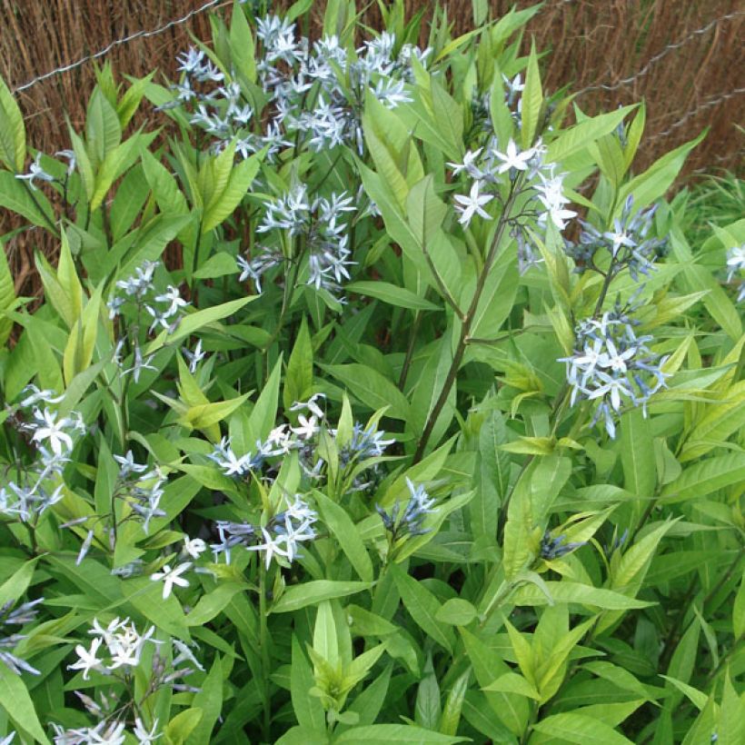 Amsonia tabernaemontana var. salicifolia (Port)