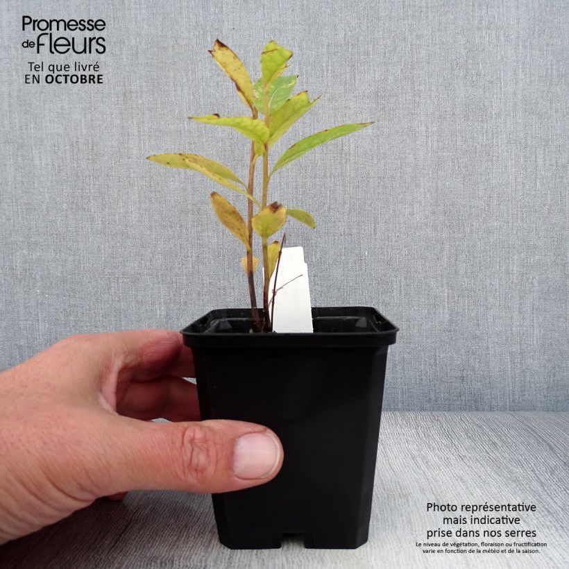 Spécimen de Amsonia tabernaemontana var. salicifolia Godet de 8/9 cm tel que livré en automne