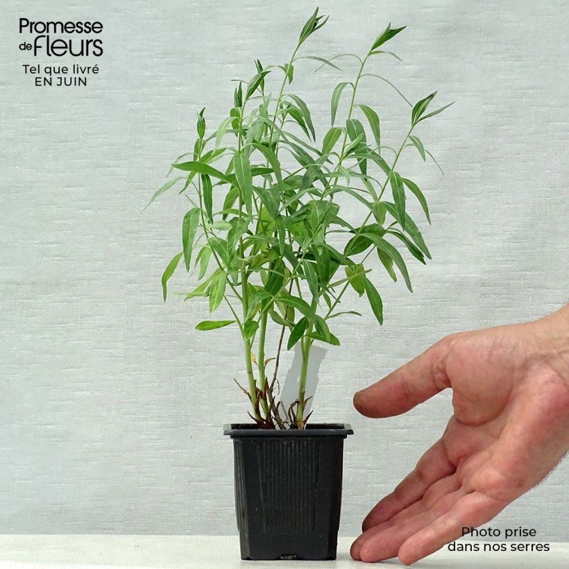 Spécimen de Amsonia tabernaemontana var. salicifolia Godet de 8/9 cm tel que livré en été