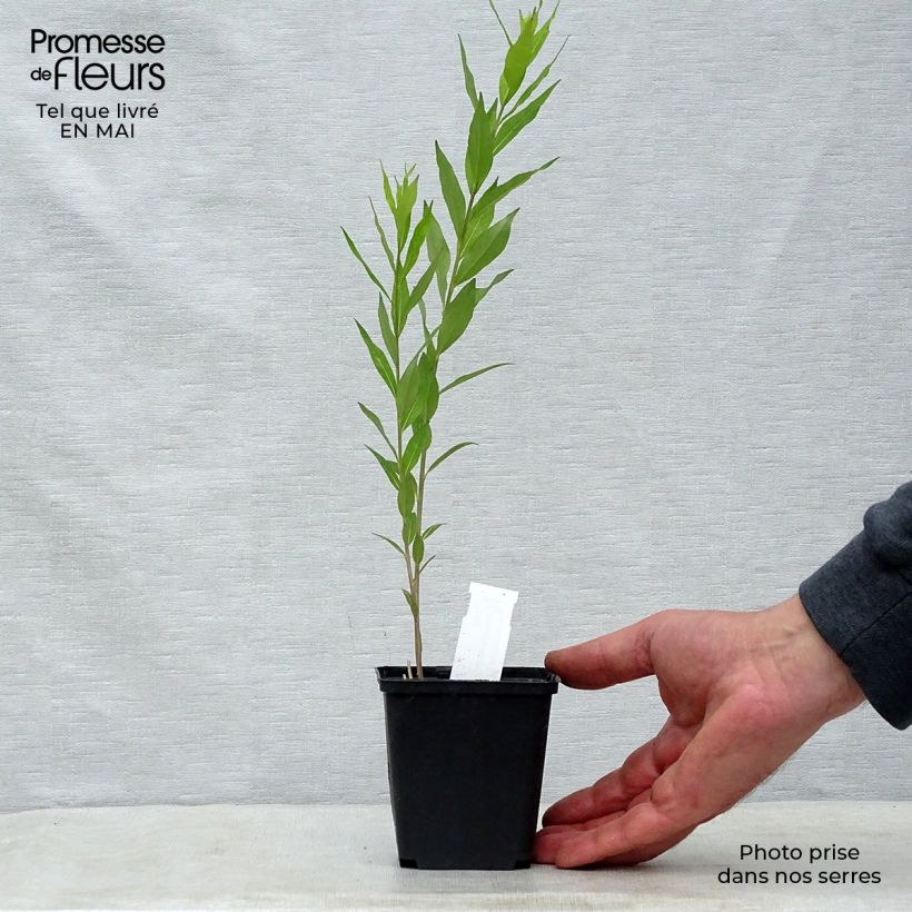 Spécimen de Amsonia tabernaemontana var. salicifolia Godet de 9cm tel que livré au printemps