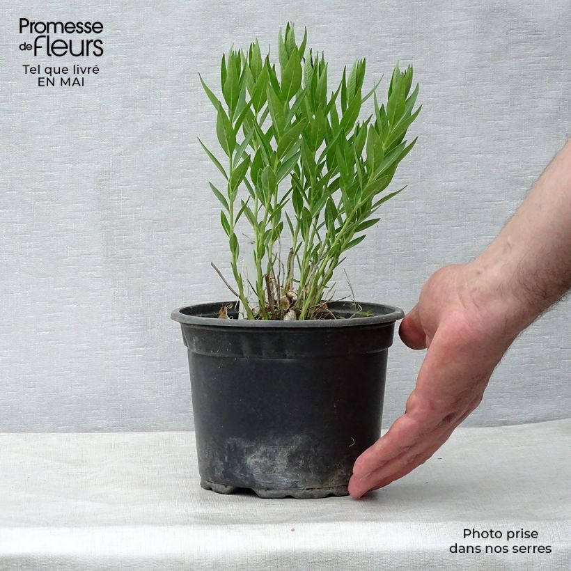 Spécimen de Amsonia hybride Blue Ice en godet de 8 cm tel que livré au printemps