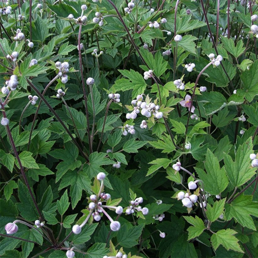 Anémone japonaise Slot der Nisse - Anemone hupehensis var. japonica (Feuillage)