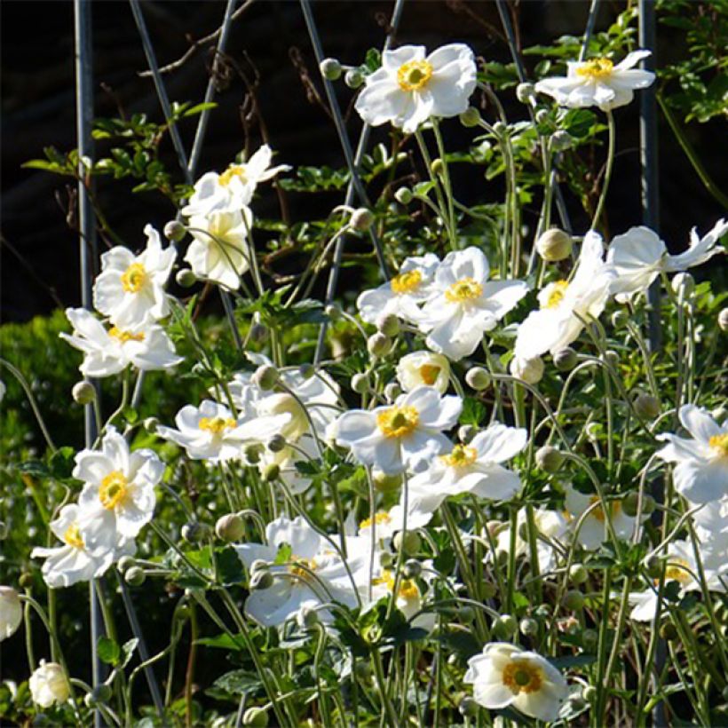 Anémone japonaise Slot der Nisse - Anemone hupehensis var. japonica (Floraison)