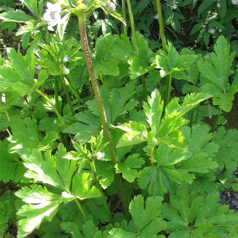 Anemone leveillei (Feuillage)