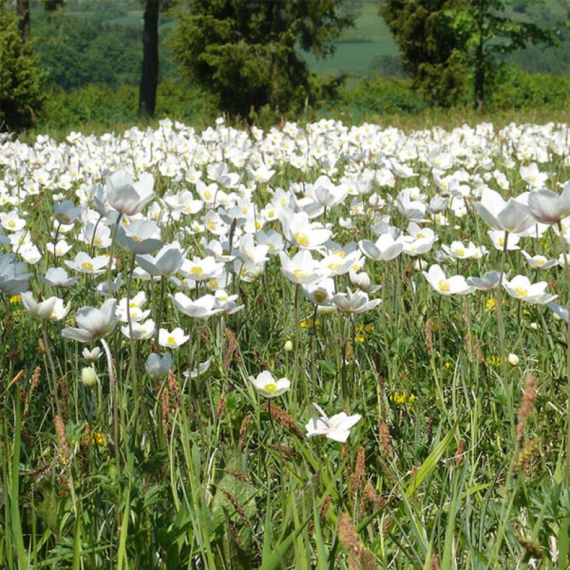 Anemone leveillei (Floraison)