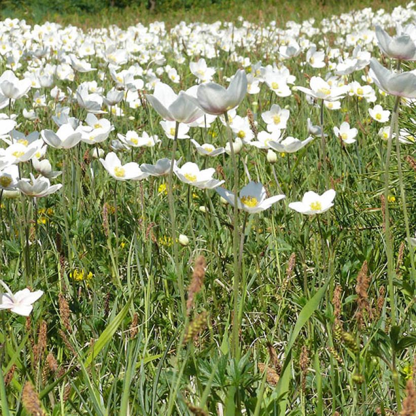 Anemone leveillei (Port)