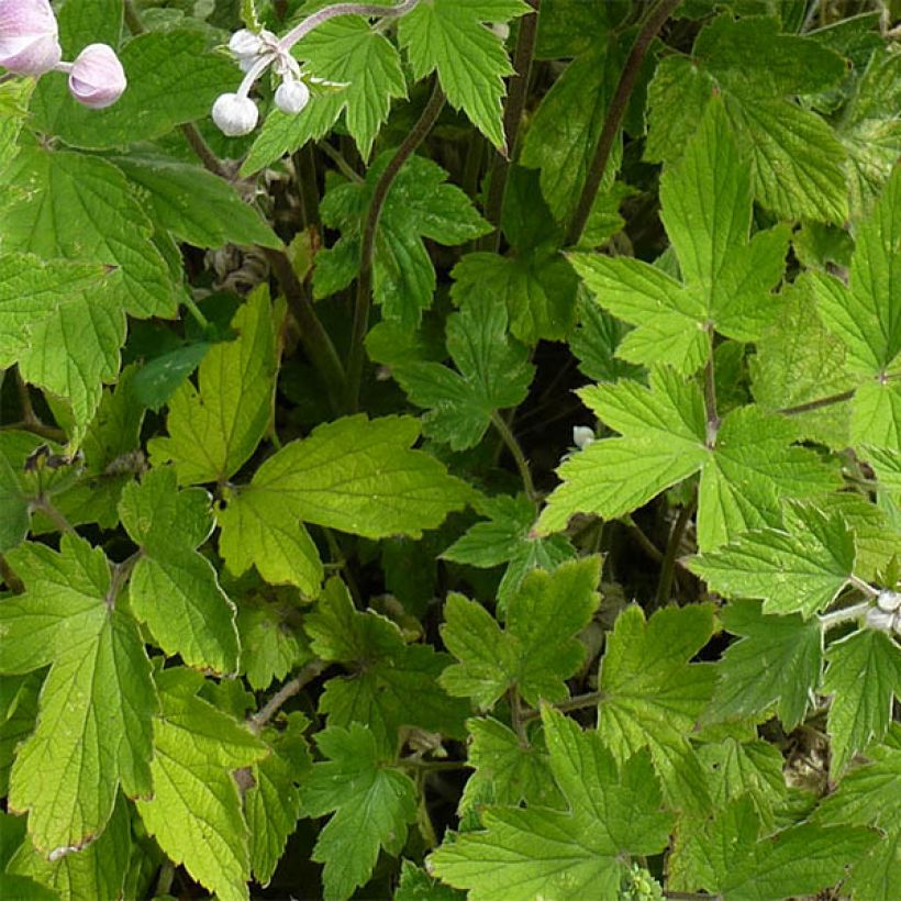 Anémone du Japon Septemberglanz - Anemone tomentosa (Feuillage)