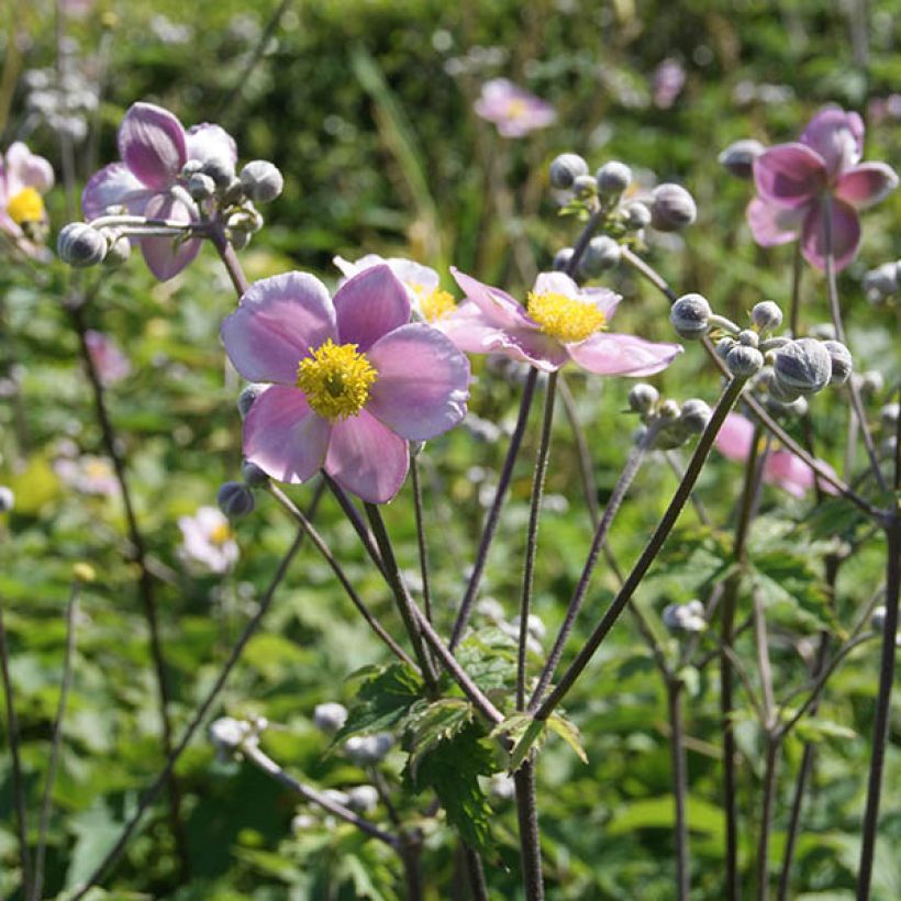 Anémone du Japon Septemberglanz - Anemone tomentosa (Floraison)