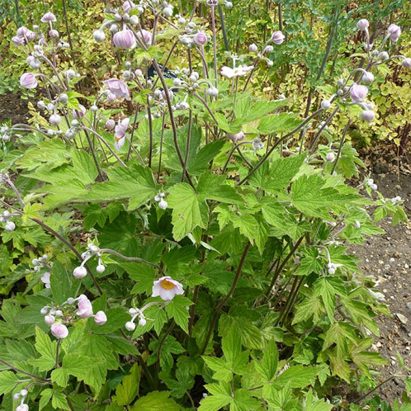 Anémone du Japon Septemberglanz - Anemone tomentosa (Port)