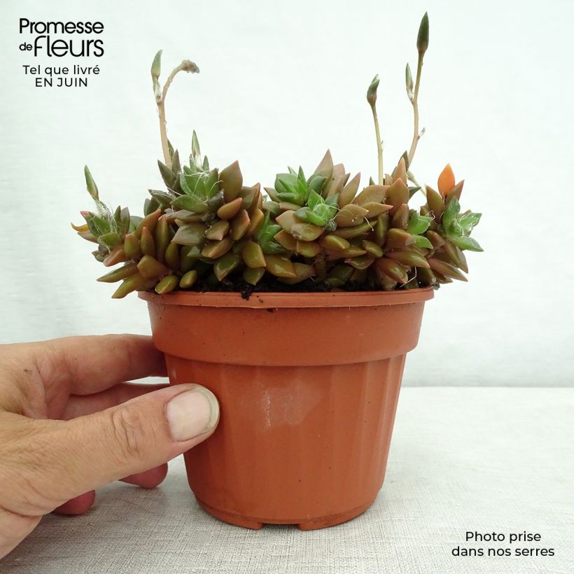 Spécimen de Anacampseros filamentosa Pot de 12 cm / 13 cm tel que livré en été
