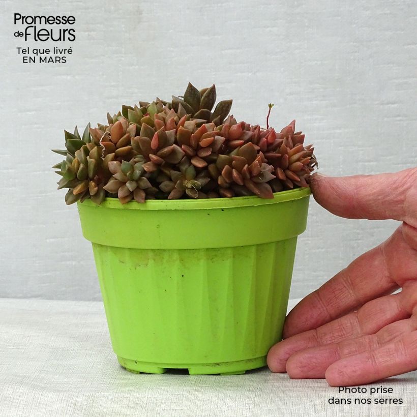 Spécimen de Anacampseros filamentosa Pot de 13 cm tel que livré au printemps