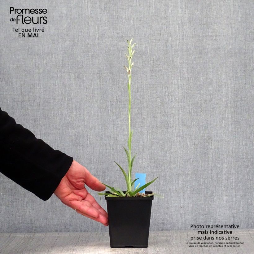 Spécimen de Anacamptis sancta, Orchis sacré - Orchidée vivace - Pot de 1,5L/2L tel que livré au printemps