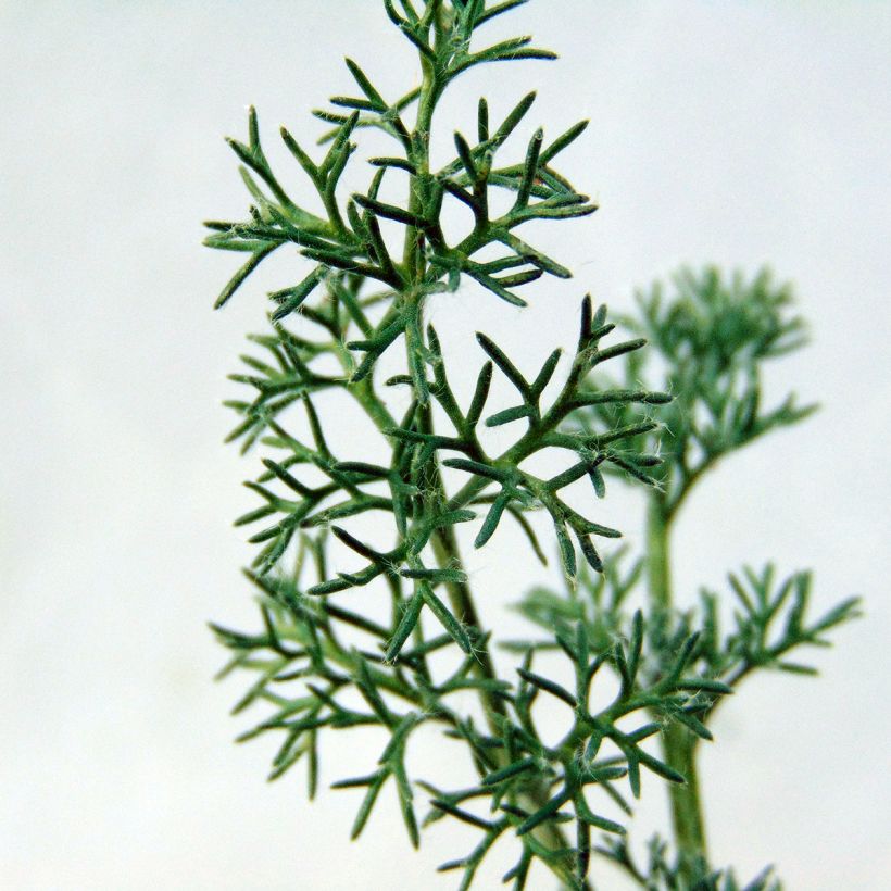 Anacyclus pyrethrum var depressus - Pyrèthre d'Afrique (Feuillage)