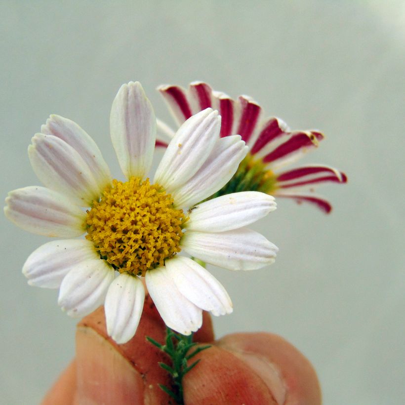 Anacyclus pyrethrum var depressus - Pyrèthre d'Afrique (Floraison)