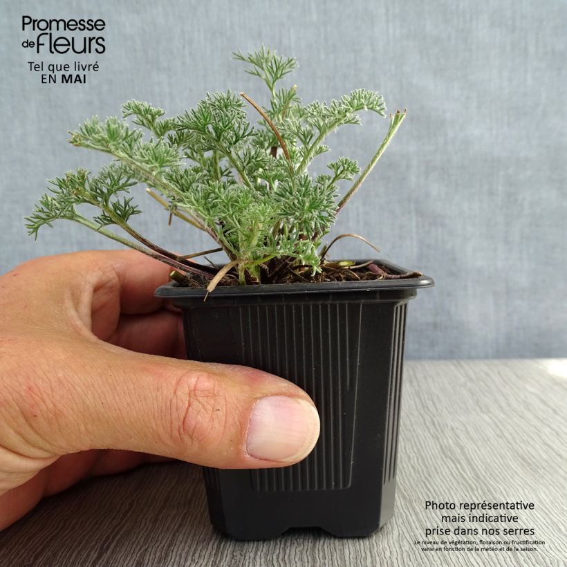 Spécimen de Anacyclus pyrethrum var depressus - Pyrèthre d'Afrique Godet de 9cm tel que livré au printemps