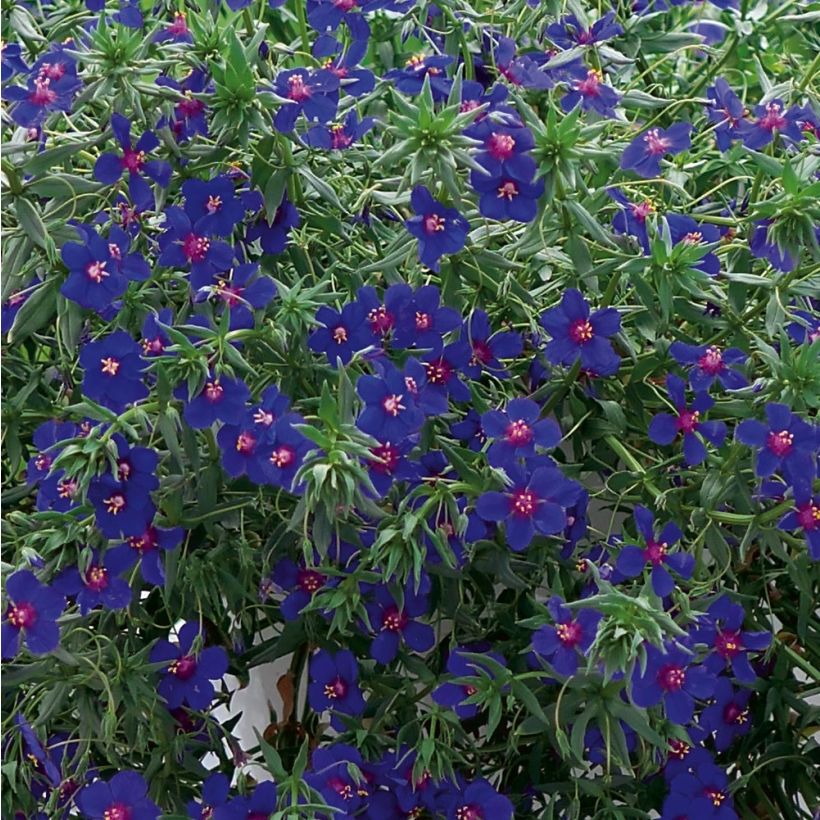 Anagallis Skylover - Mouron bleu de Monel Mini mottes (Feuillage)