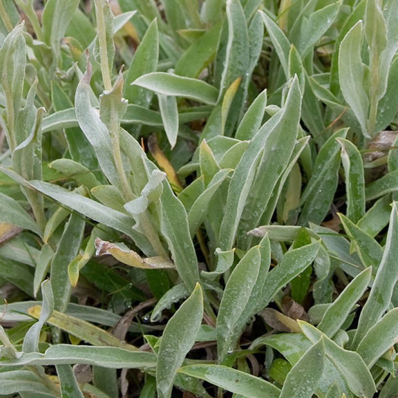 Anaphalis alpicola - Bouton d'argent des Alpes (Feuillage)