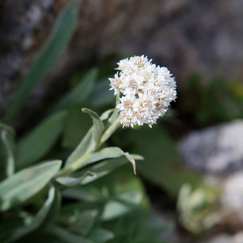 Anaphalis alpicola - Bouton d'argent des Alpes (Floraison)