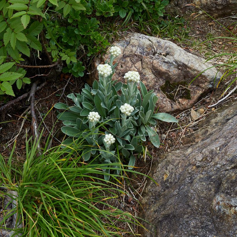 Anaphalis alpicola - Bouton d'argent des Alpes (Port)