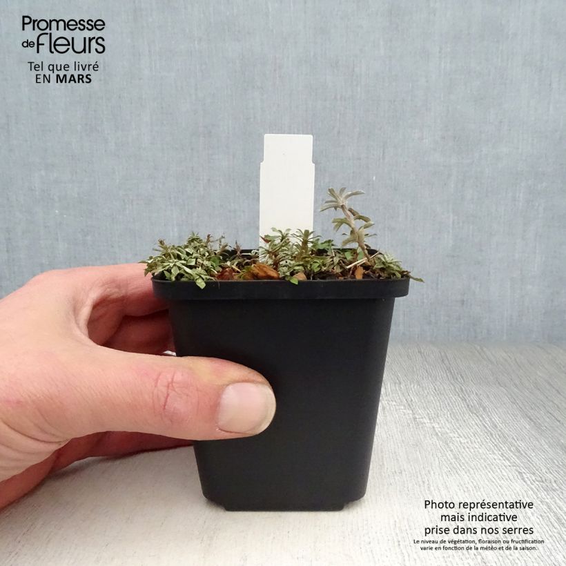 Spécimen de Anaphalis alpicola - Bouton d'argent des Alpes Godet de 9cm tel que livré au printemps