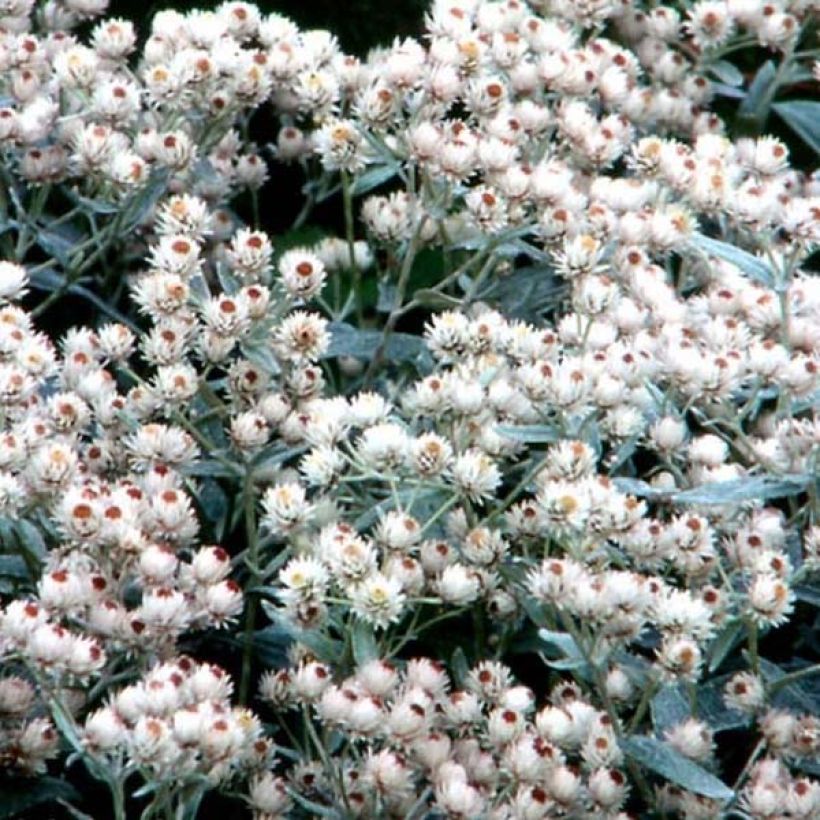 Anaphalis margaritacea Neuschnee - Immortelle d'argent (Floraison)