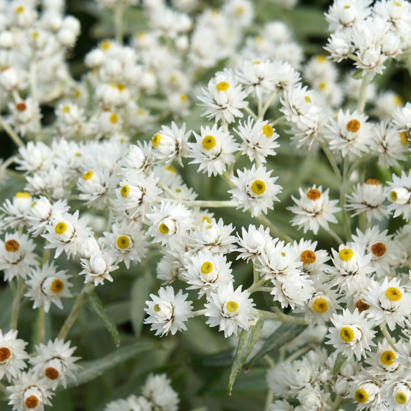 Anaphalis triplinervis - Immortelle de l'Himalaya (Floraison)