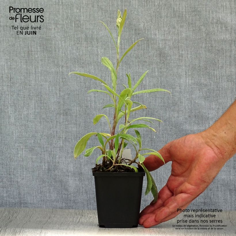Spécimen de Anaphalis triplinervis - Immortelle de l'Himalaya Godet de 8/9 cm tel que livré en été