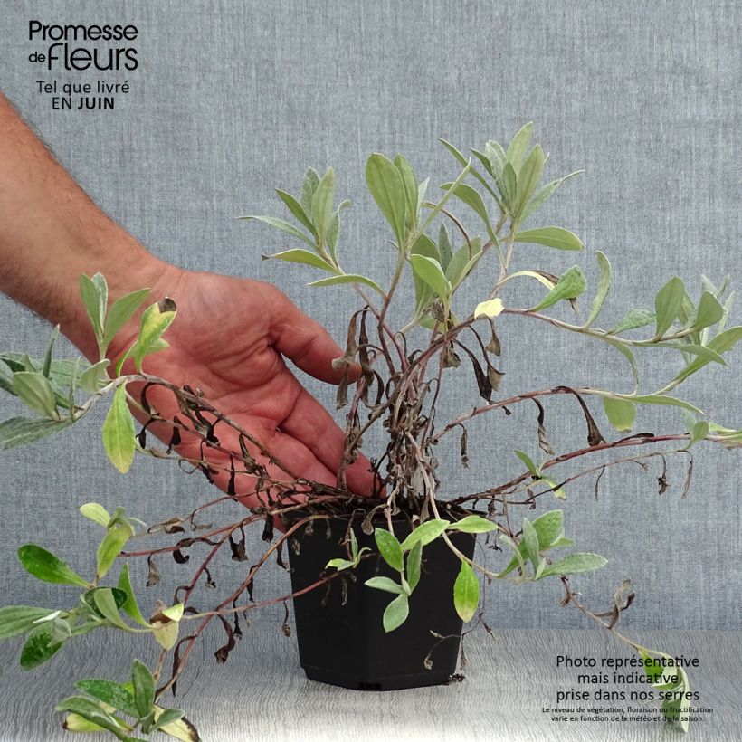 Spécimen de Anaphalis triplinervis Sommerschnee - Immortelle de l'Himalaya Godet de 8/9 cm tel que livré en été