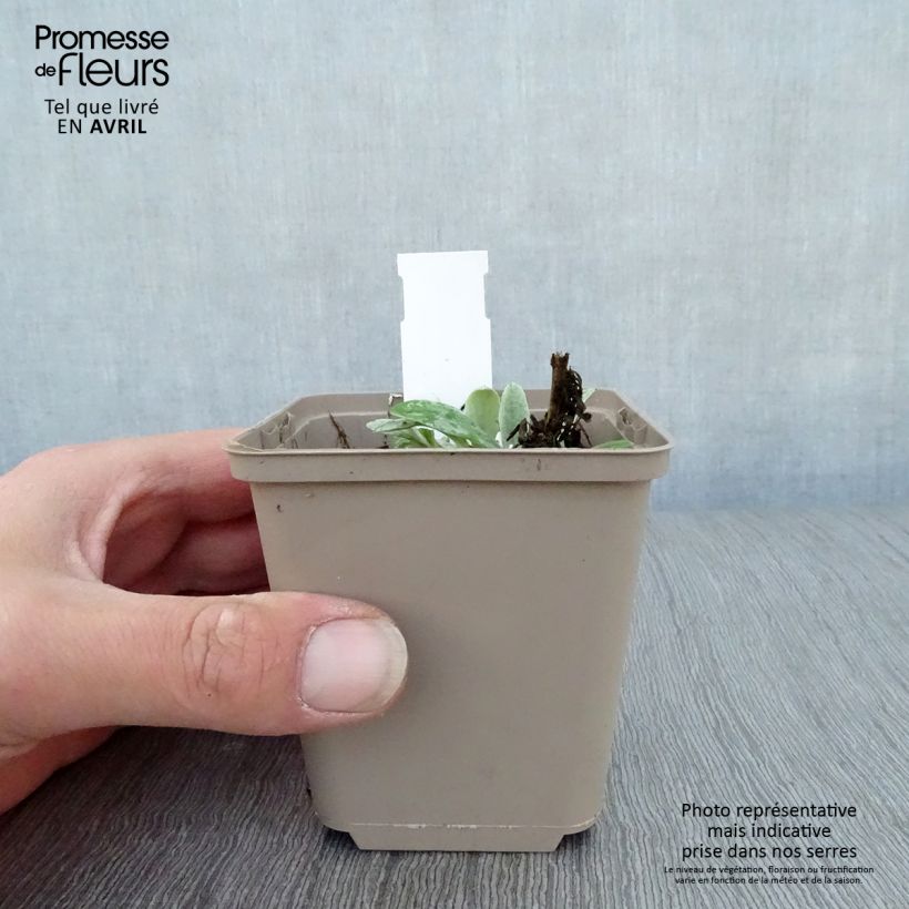Spécimen de Anaphalis triplinervis Sommerschnee - Immortelle de l'Himalaya Godet de 9cm tel que livré au printemps