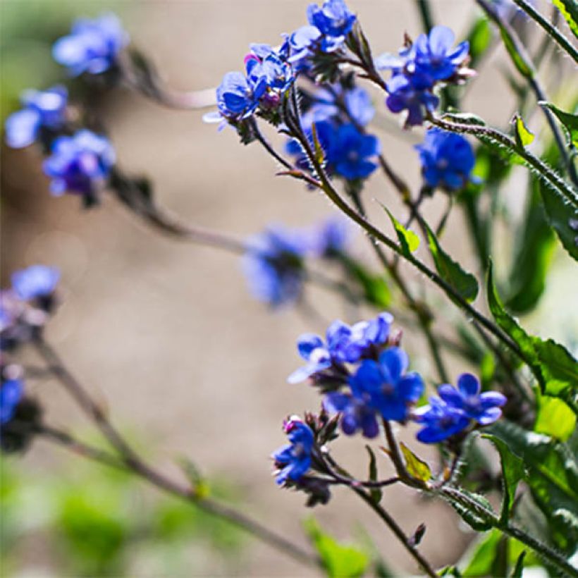 Anchusa azurea Dropmore - Buglosse d'Italie (Floraison)