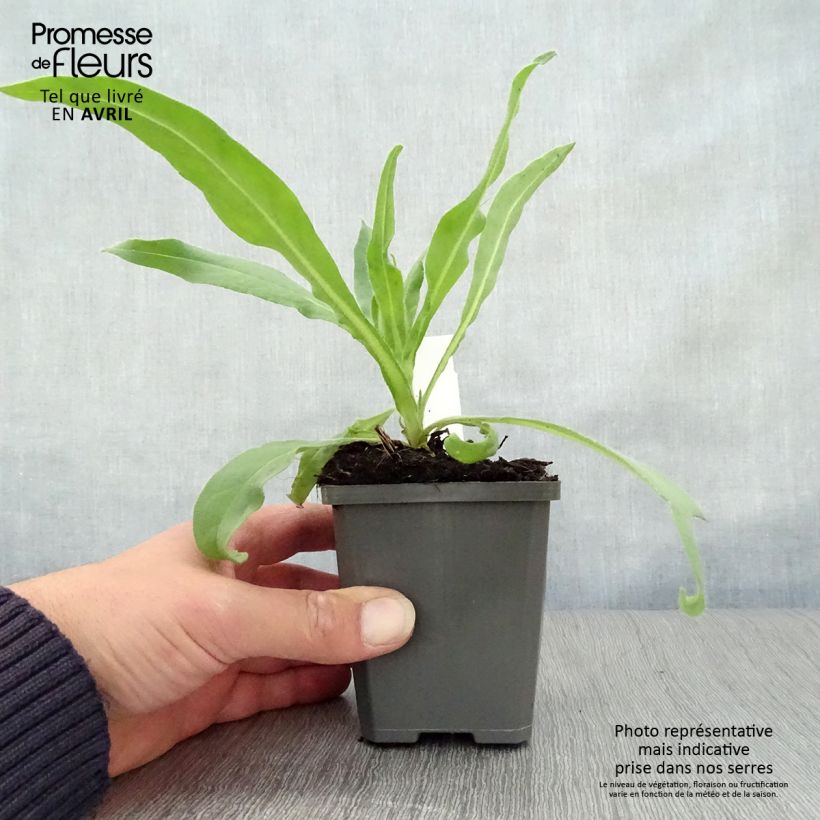 Spécimen de Anchusa azurea Dropmore - Buglosse d'Italie Godet de 9cm tel que livré au printemps