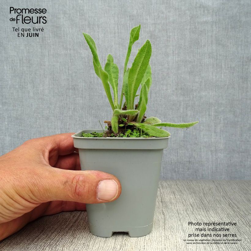 Spécimen de Anchusa azurea Loddon Royalist - Buglosse d'Italie Godet de 8/9 cm tel que livré en été