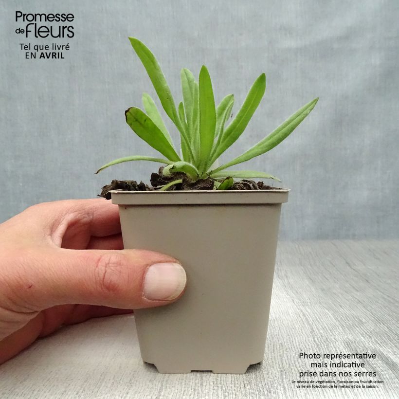 Spécimen de Anchusa azurea Loddon Royalist - Buglosse d'Italie Godet de 9cm tel que livré au printemps