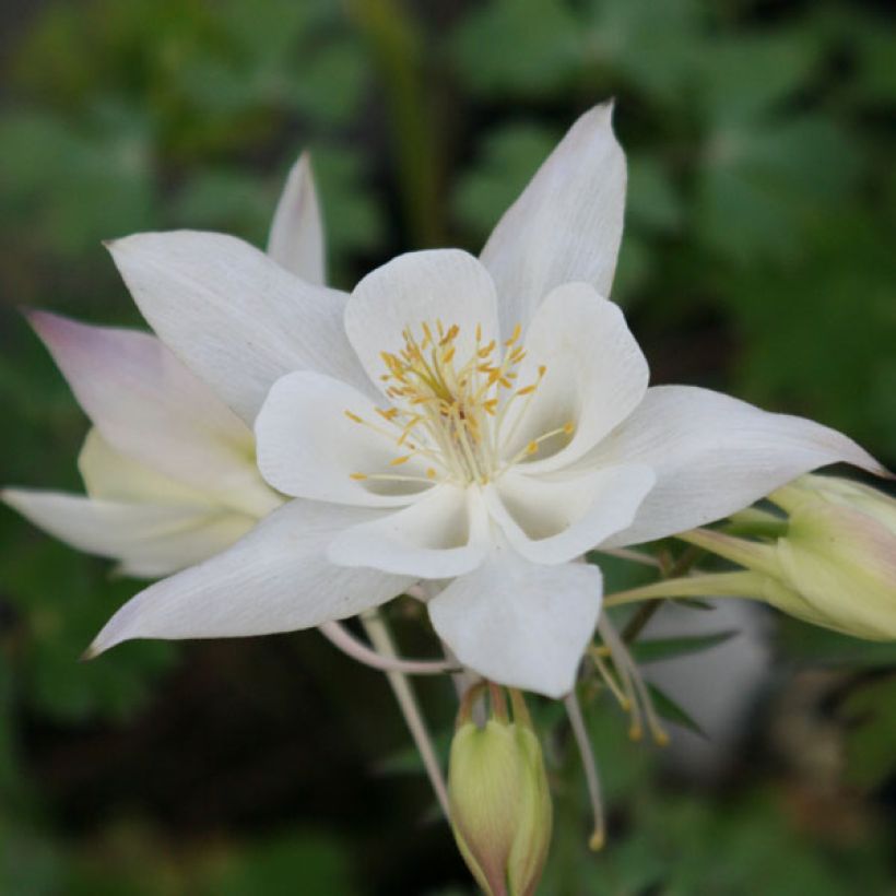 Ancolie blanche, Aquilegia caerulea Snow queen (Floraison)