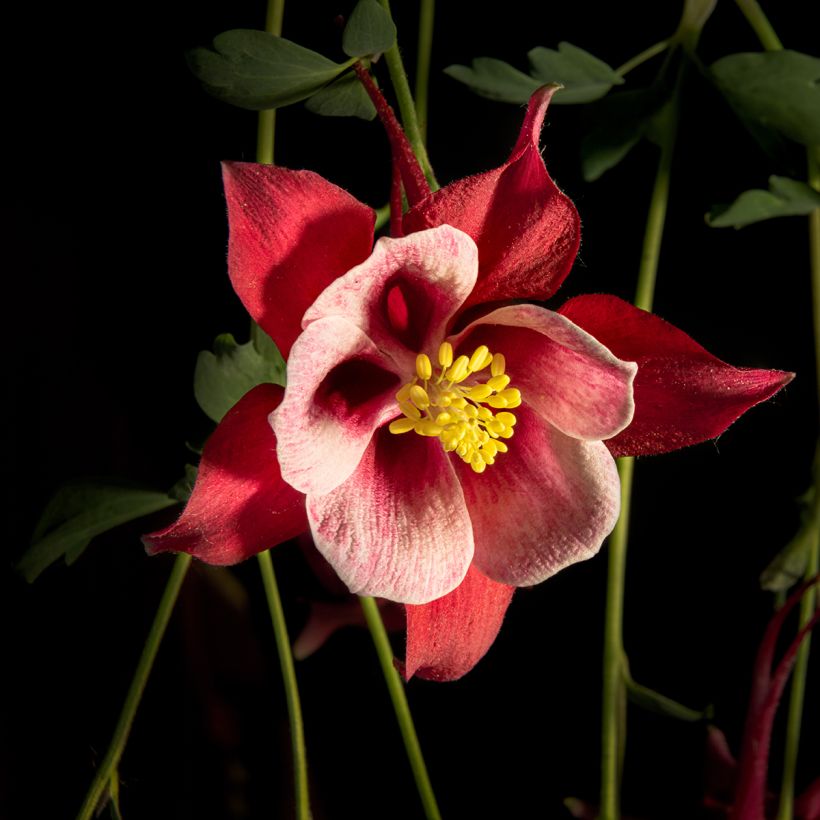 Ancolie, Aquilegia Songbird Series Cardinal (Floraison)