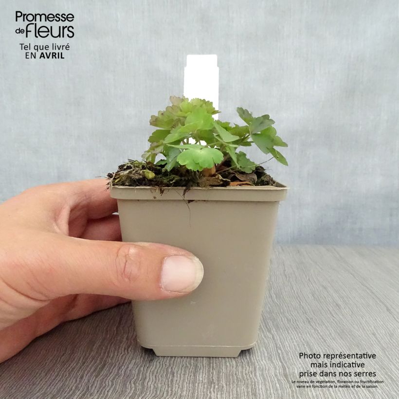 Spécimen de Ancolie, Aquilegia atrata Godet de 9cm tel que livré au printemps
