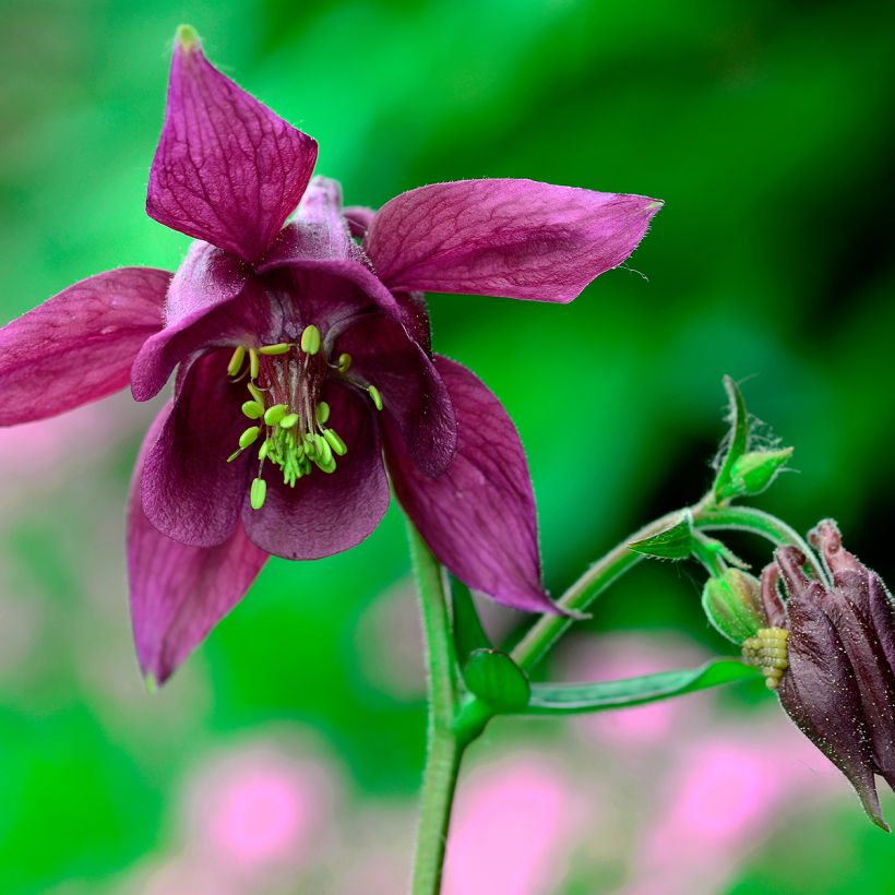 Ancolie, Aquilegia atrata (Floraison)