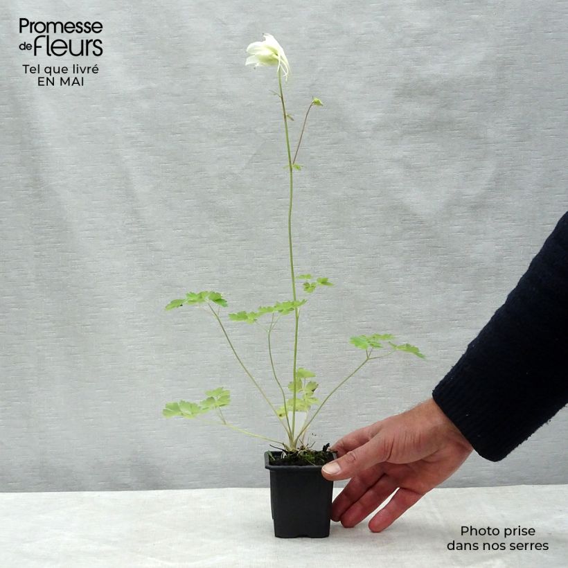 Spécimen de Ancolie, Aquilegia caerulea Kristall Godet de 8 cm tel que livré au printemps