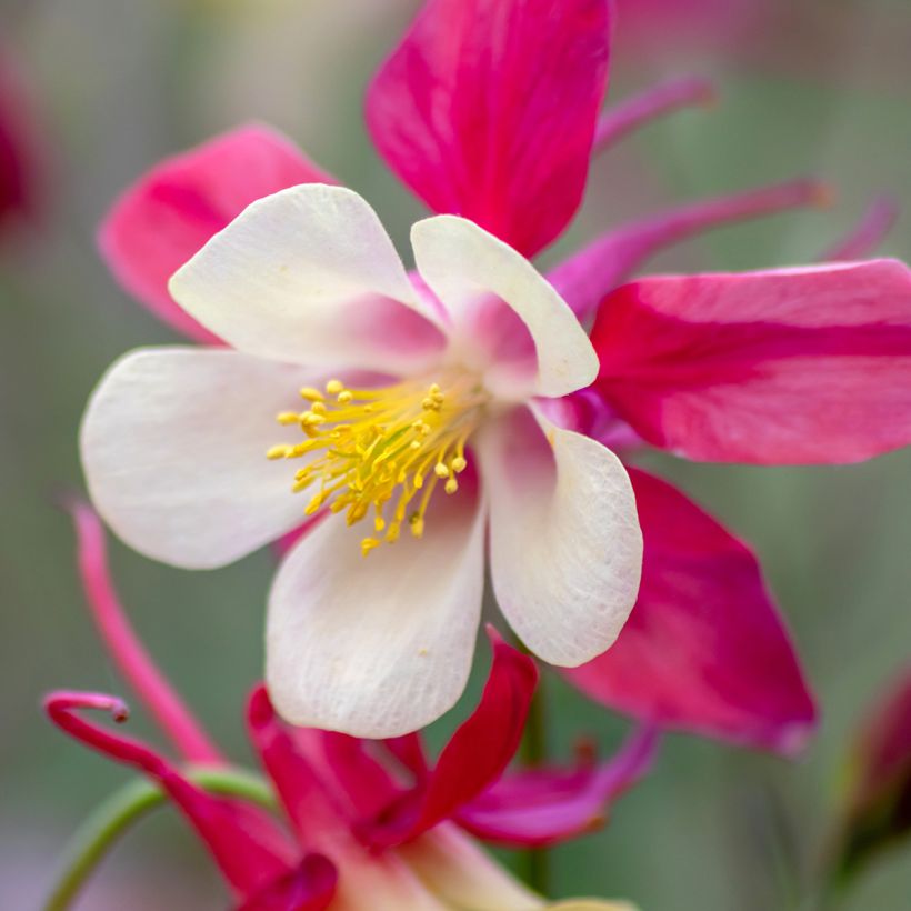 Ancolie - Aquilegia caerulea Rose Queen (Floraison)