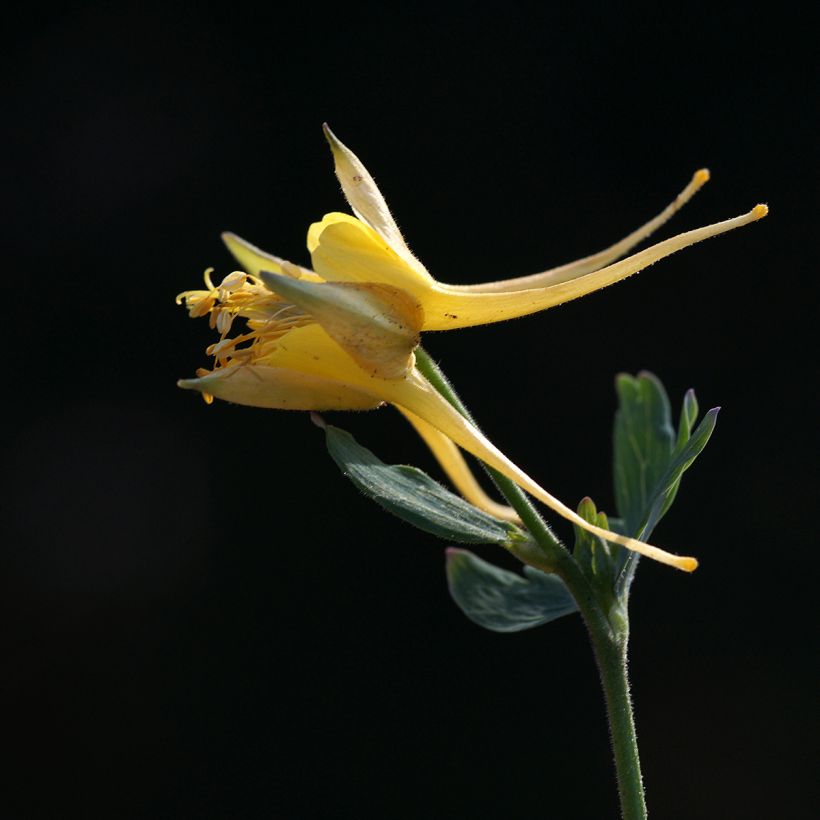 Ancolie, Aquilegia longissima (Floraison)