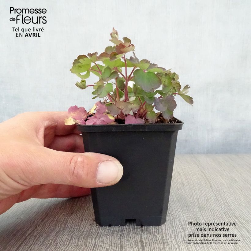 Spécimen de Ancolie - Aquilegia vulgaris Godet de 9cm tel que livré au printemps